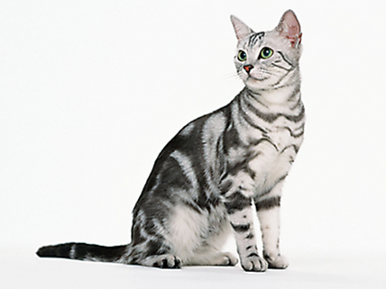Кошка с дорсовентральным распределением пигмента